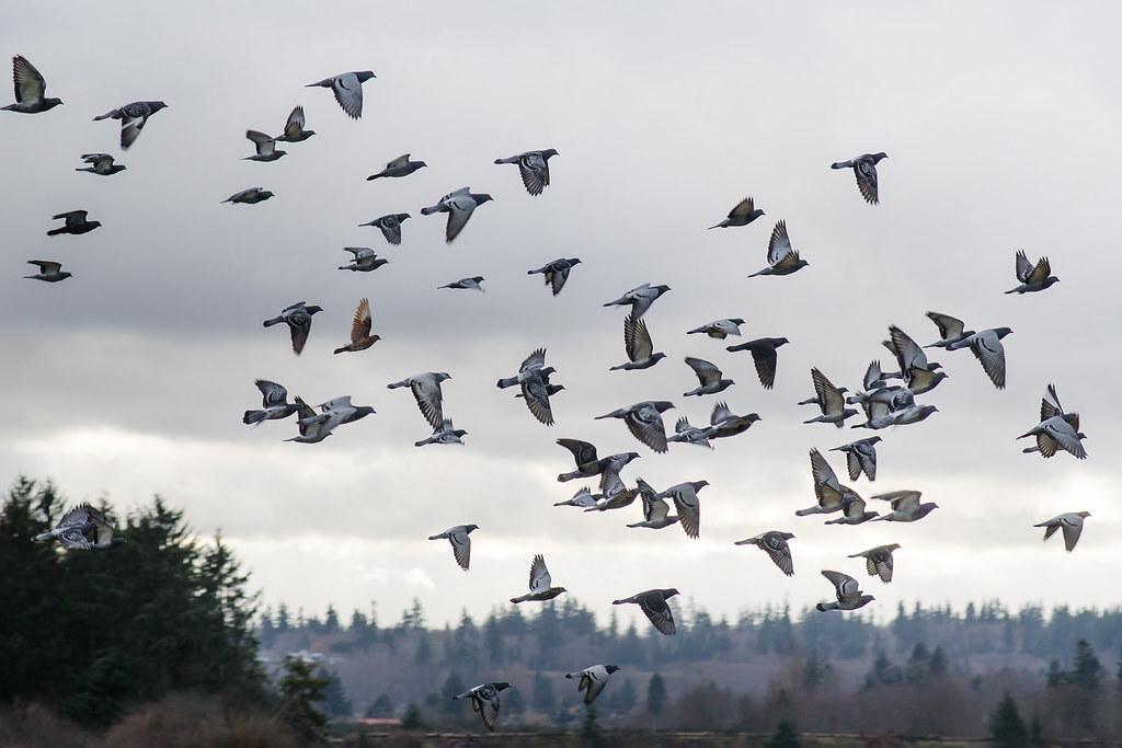 Pigeon Flocks Follow The Leader Birdnote